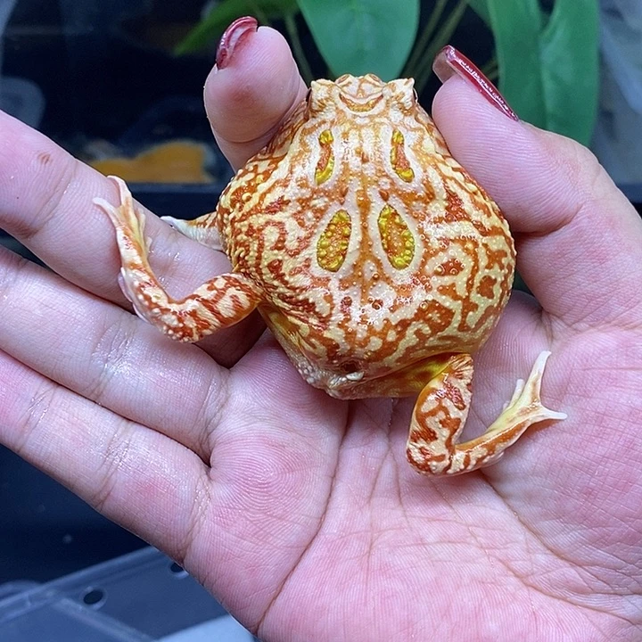 角蛙恭喜发财大吉大利