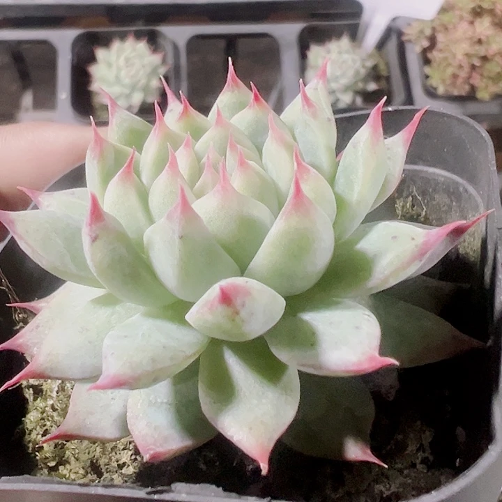 梦瑶精品多肉植物大战