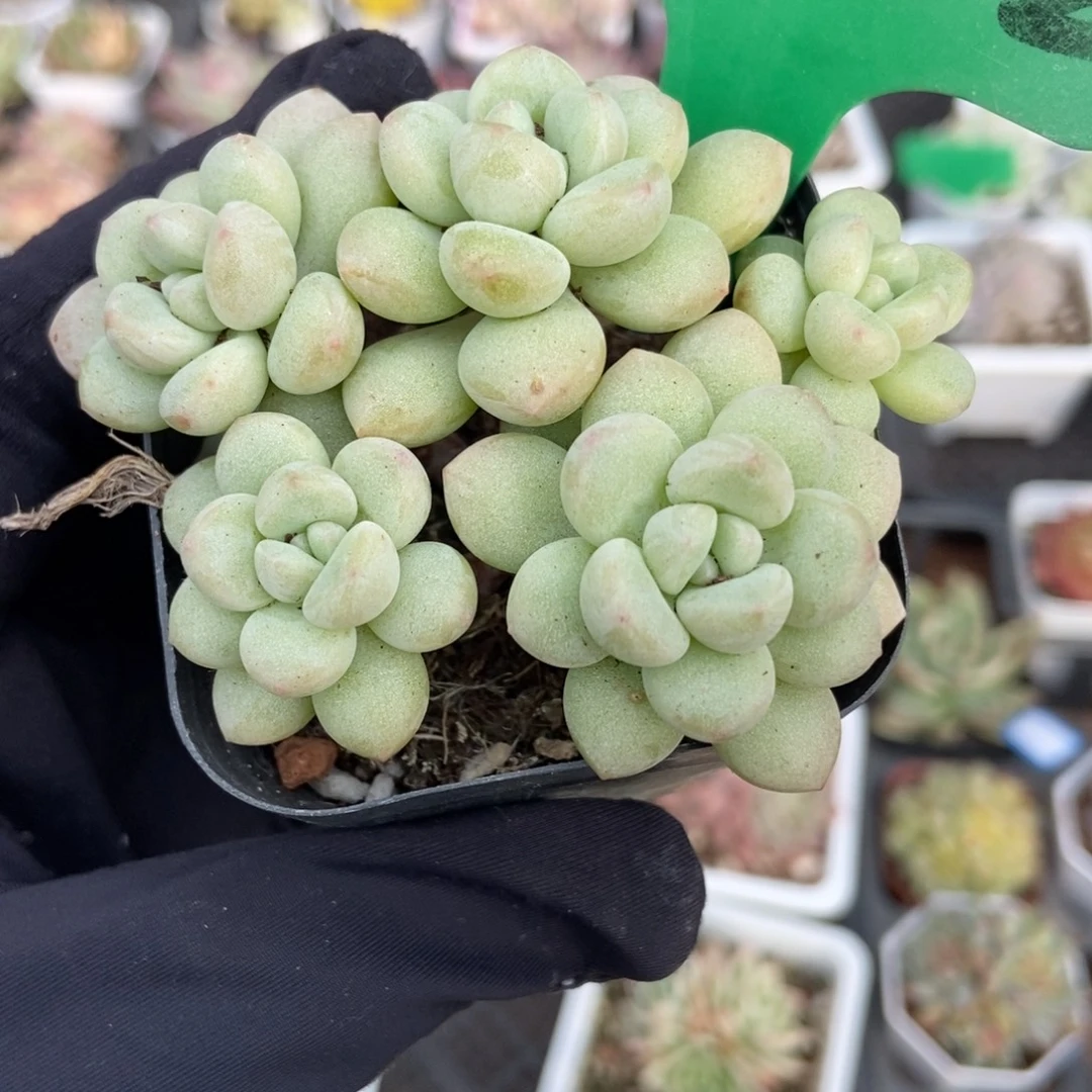 3152泡泡糖多肉植物