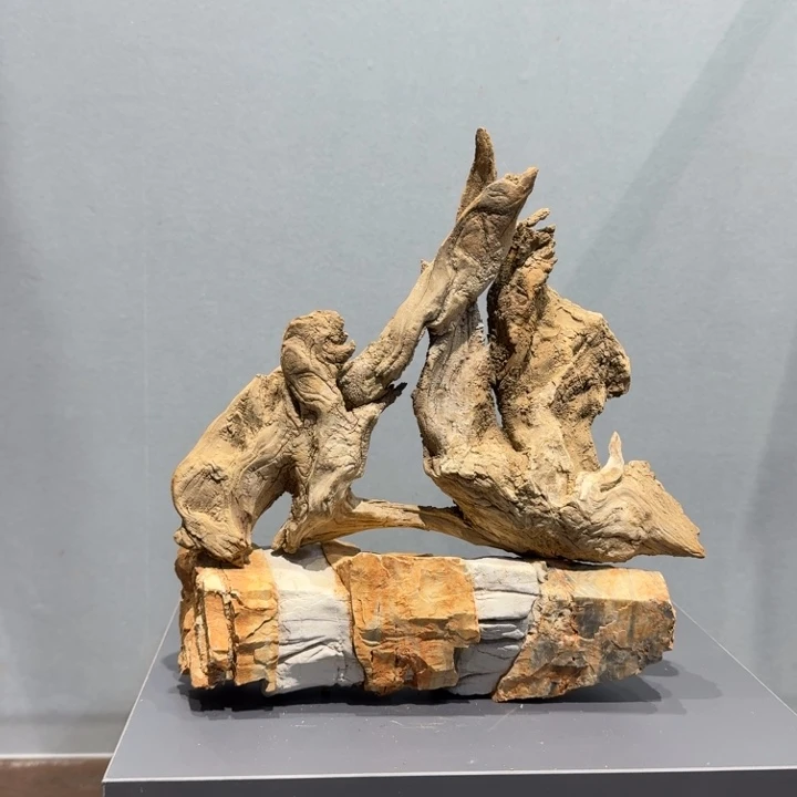 好***。柏木（崖柏）好喜欢你这个造型噢太开心