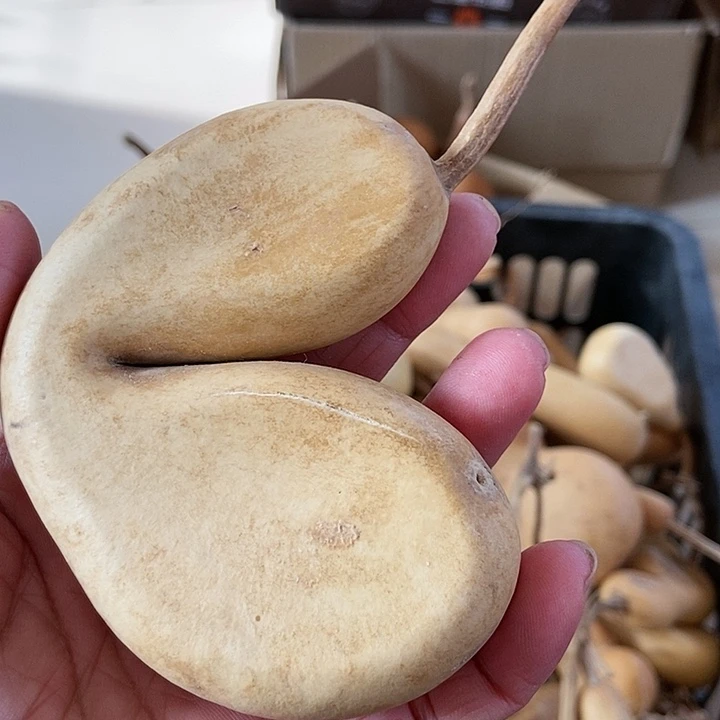 sh x xj sh sh x h