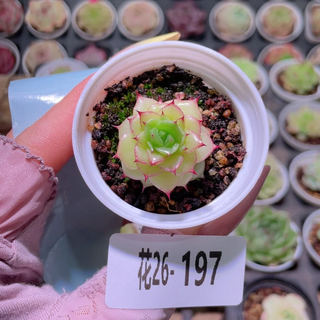 花利美26-197海王