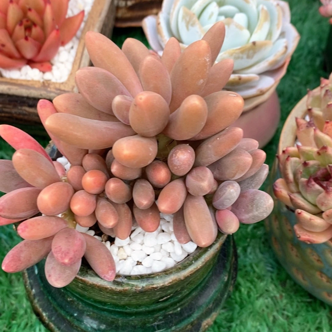 糖果美人多肉植物盆栽