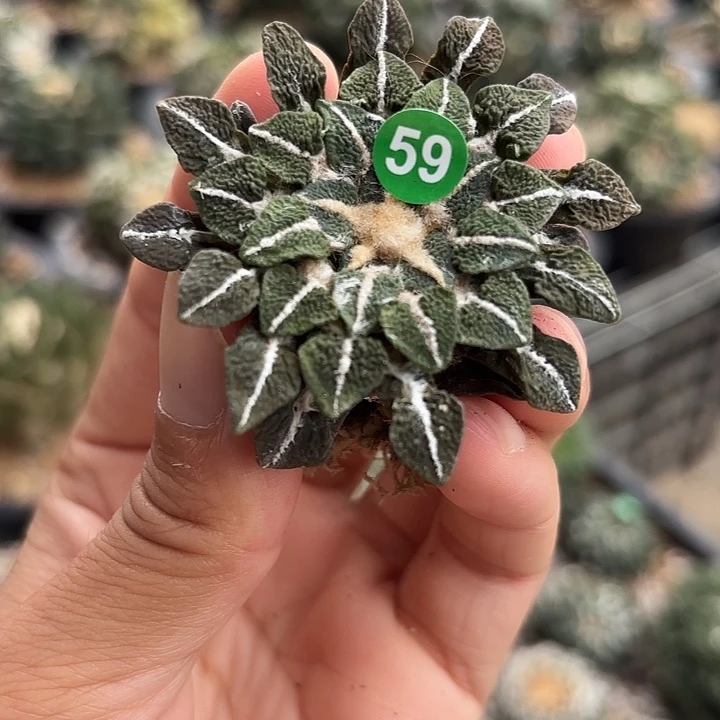 袖蒲苗接落地仙人球59
