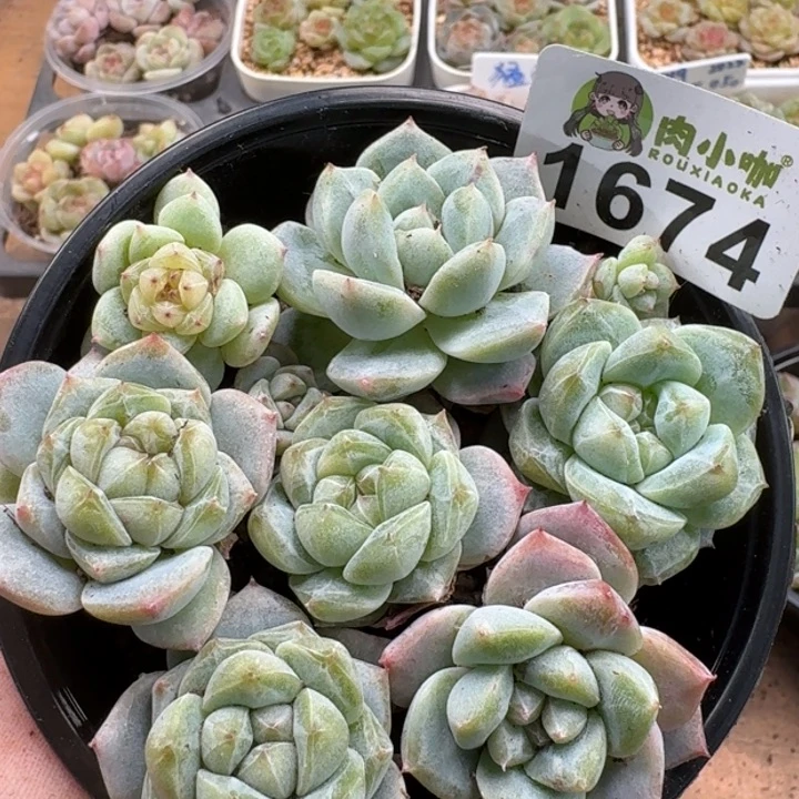 无花朵多肉植物多肉植物