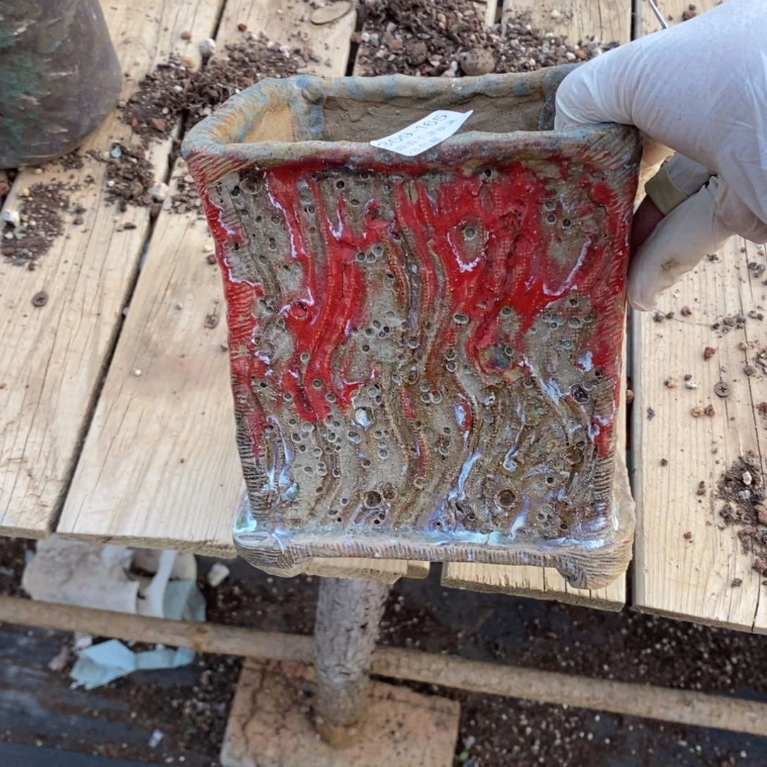 红陶往**烟165号多肉盆一个呀