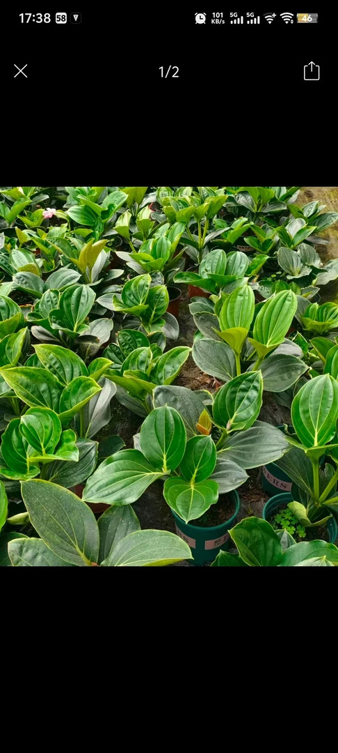 花购     (宝莲灯无花头颗型）双色盆青山盆混发