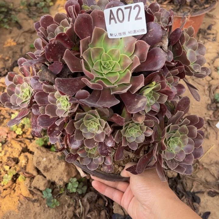 花那多肉植物072.