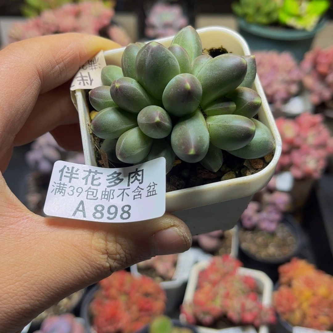 898香蕉树7厘米多肉