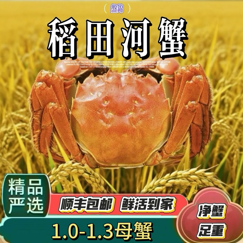 【红姐专属】盘锦稻田河蟹全母1.0-1.3两母蟹15只顺丰包邮