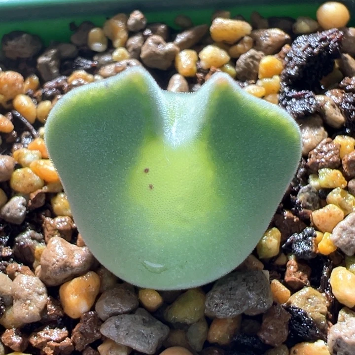 A579.  青蛙种源优选三年尖耳朵大眼空蝉。  必爆双头。