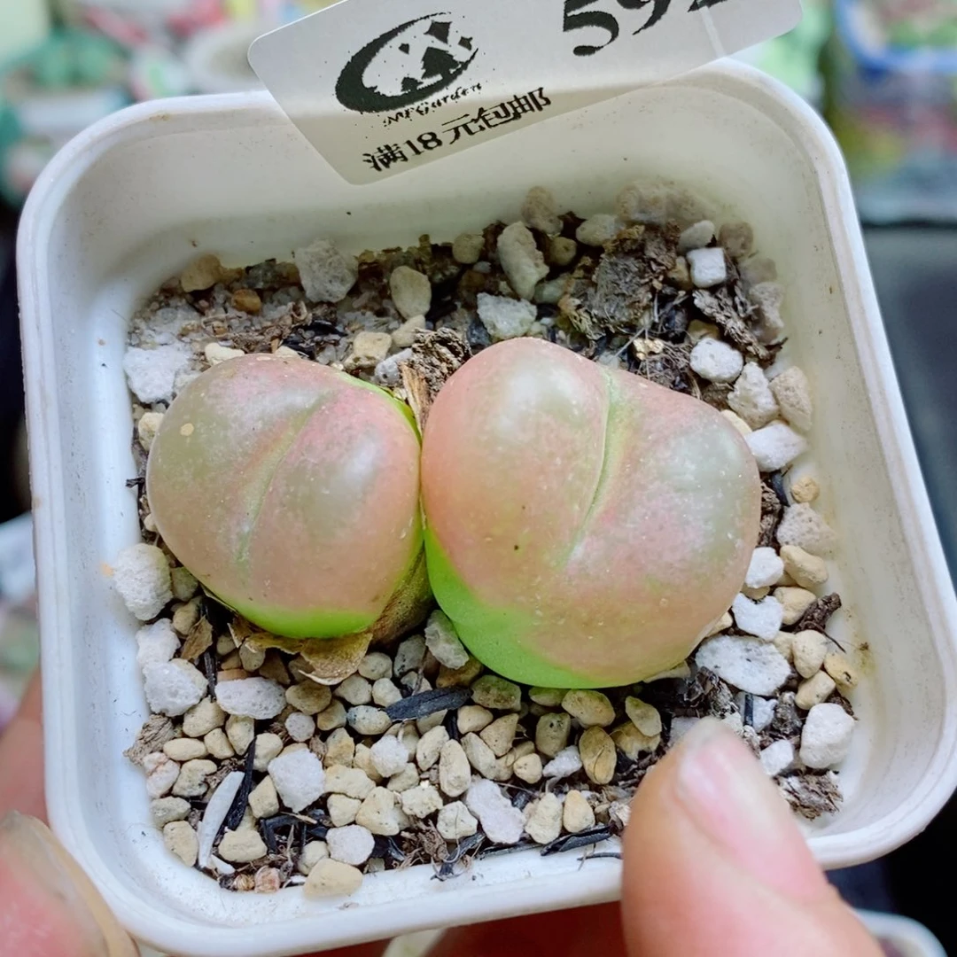 生石花花花哈哈哈哈哈哈592