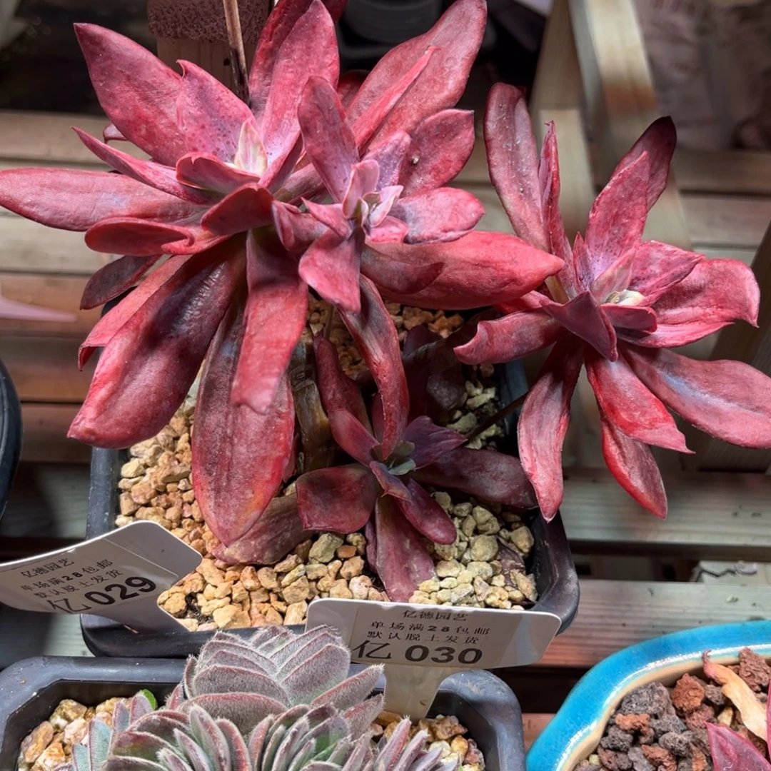 钻石锦多肉植物yibanm