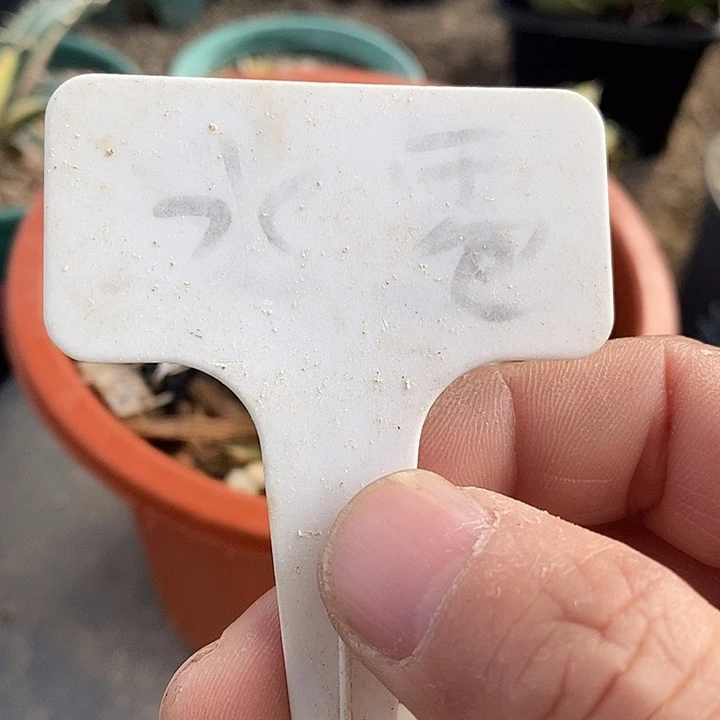 冰山小侧芽。       一个