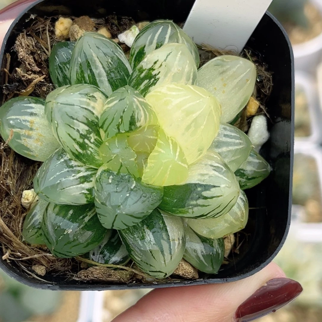 100大窗狄原五号玉露锦福利专场