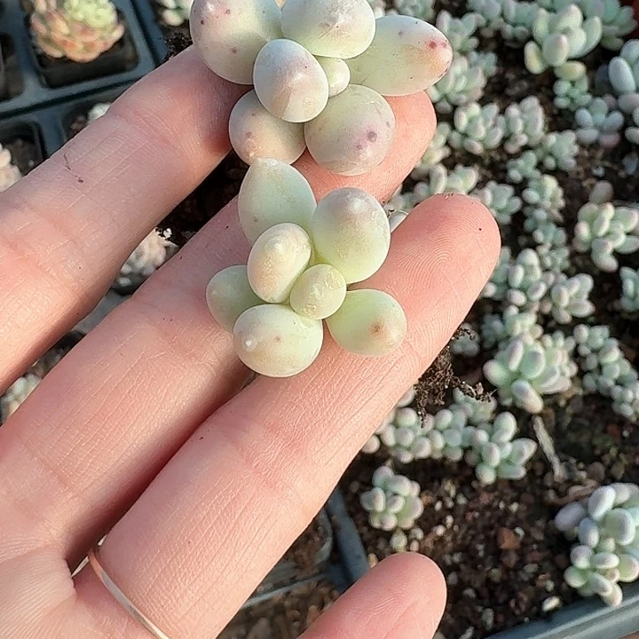 宝**宝b nv chj j g g f t t y 362