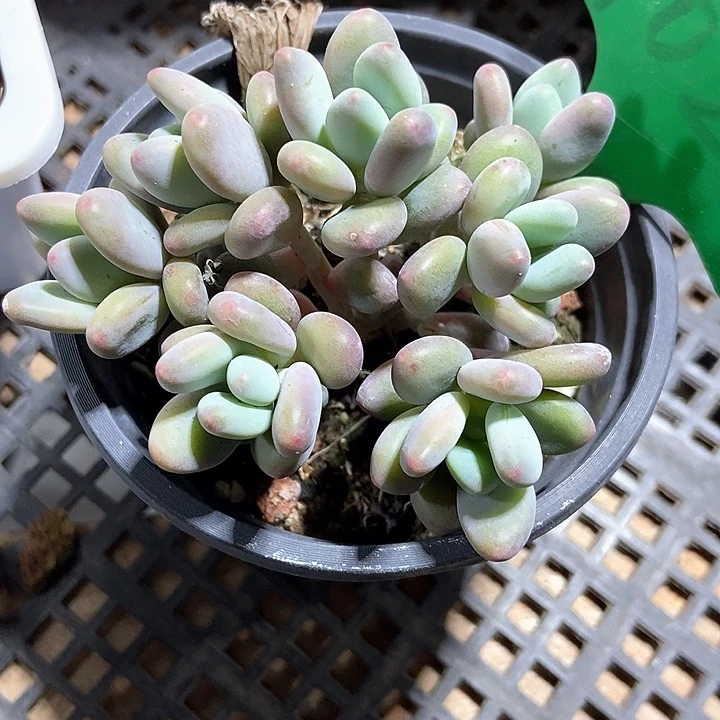 多肉植物苹果奶1028无砍