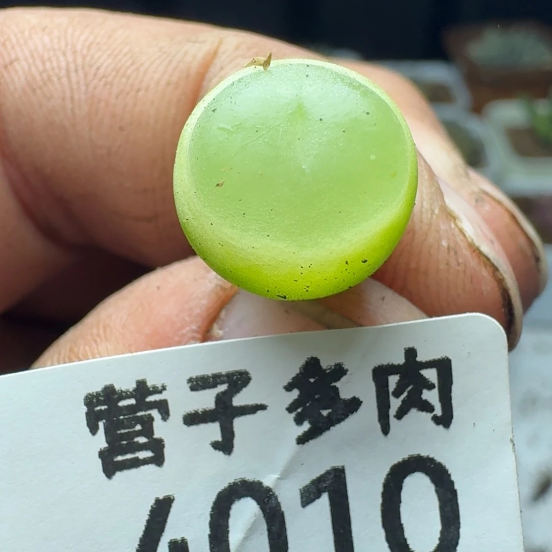 拉登1.2➕脱土1200