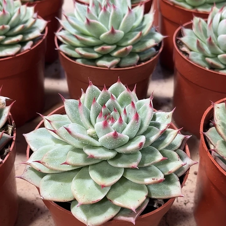 超大托斯卡内利多肉植物