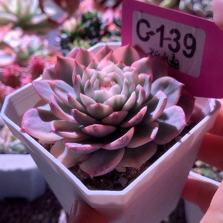 粉水晶覆轮锦有根