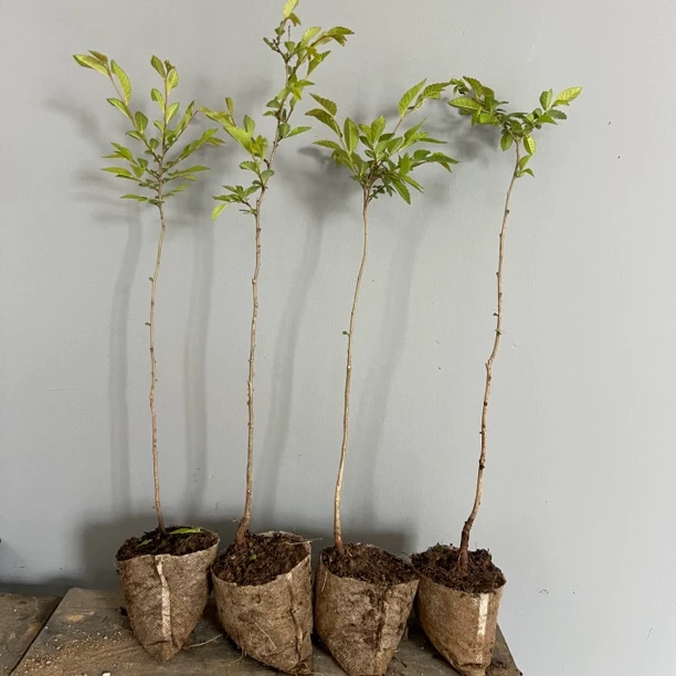 附石专用苗 灵芝榆