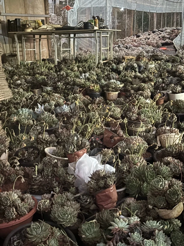 大号多肉装箱盲拍（包邮不包损不售后介意勿拍）