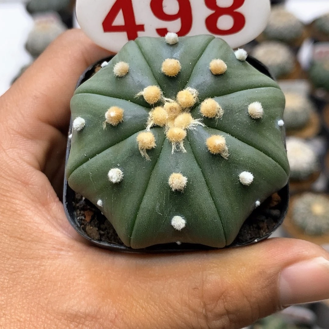 498福利特价路费卡一