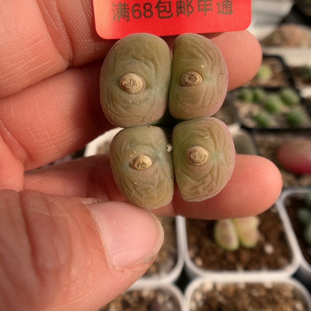 11-28-1 空卡佛一群