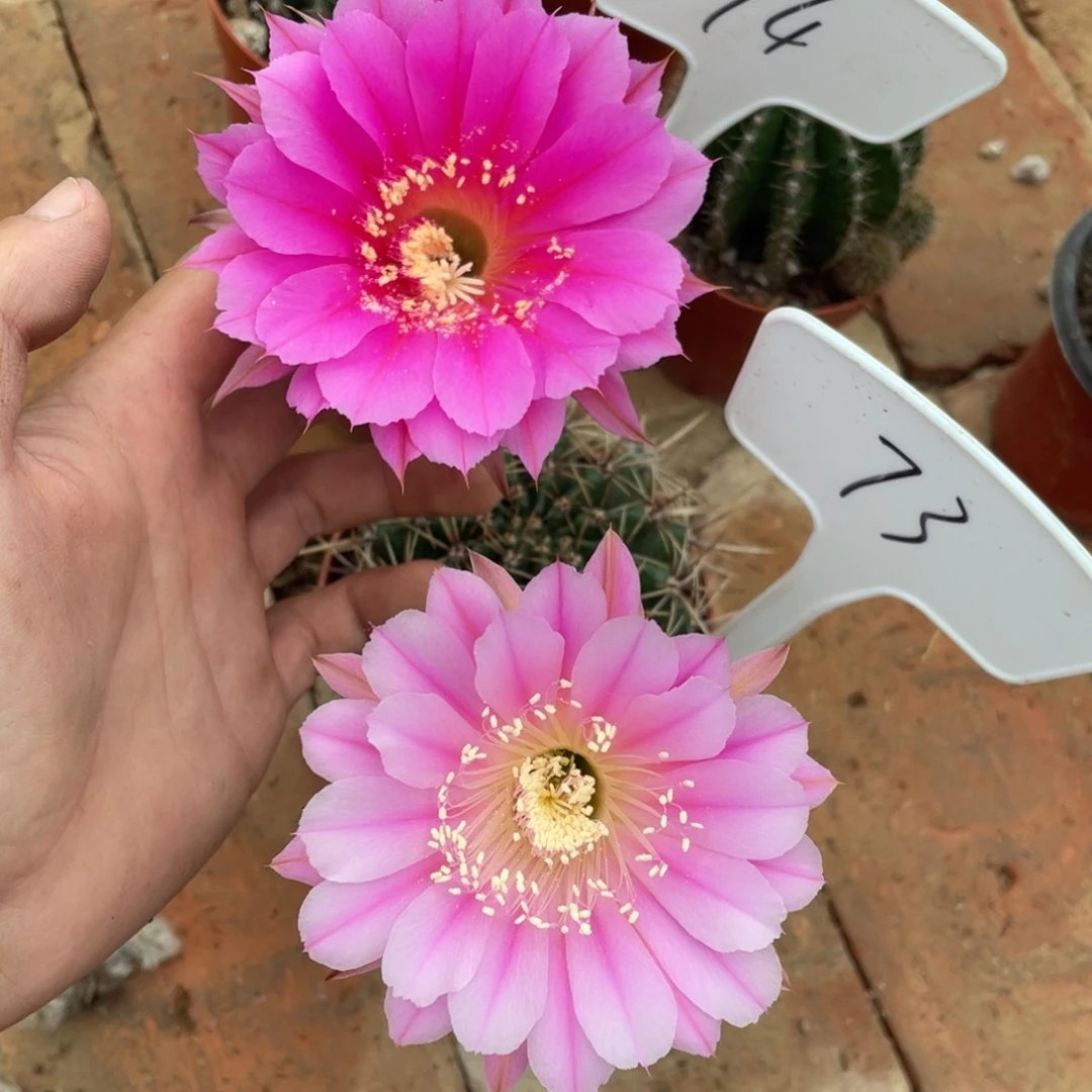 73号74 号实生彩草，球小瑕疵一物一拍，脱土摘花发货，满20包邮