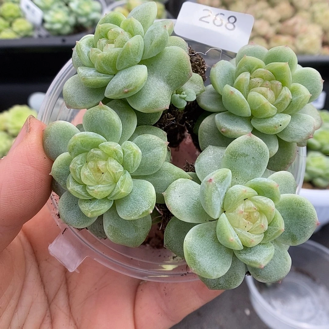 一物一拍一物一拍911-268
