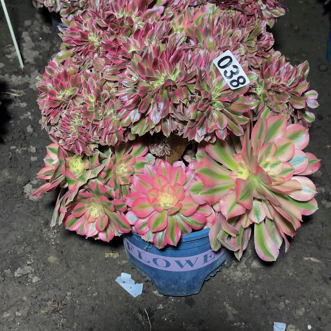 法师法师15/18包邮法师