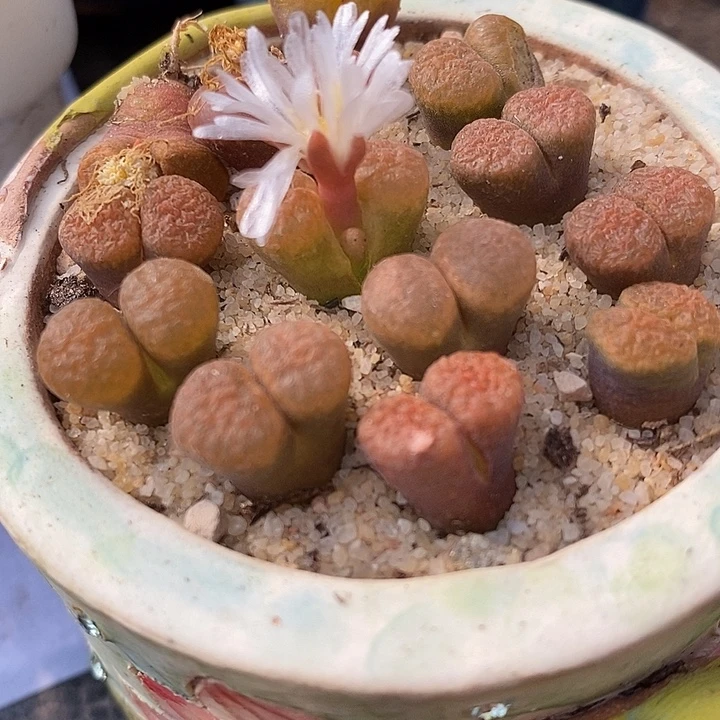 超级蛋糕风铃一颗。