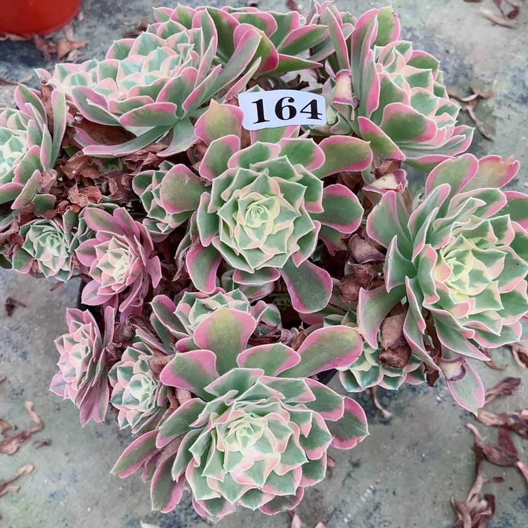 无花朵多肉植物女郎164