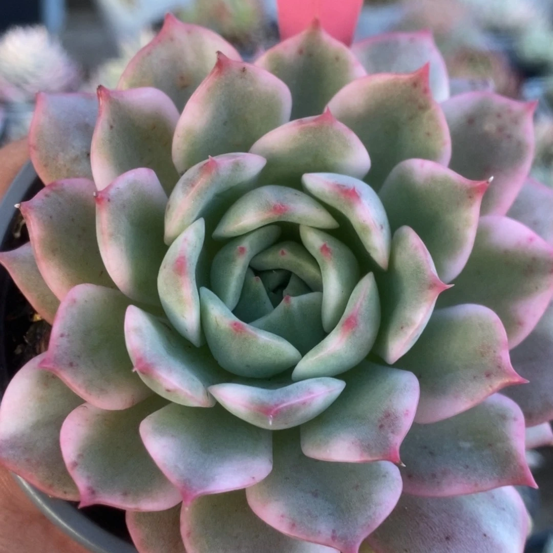 319粉艾莉儿锦锦锦锦锦