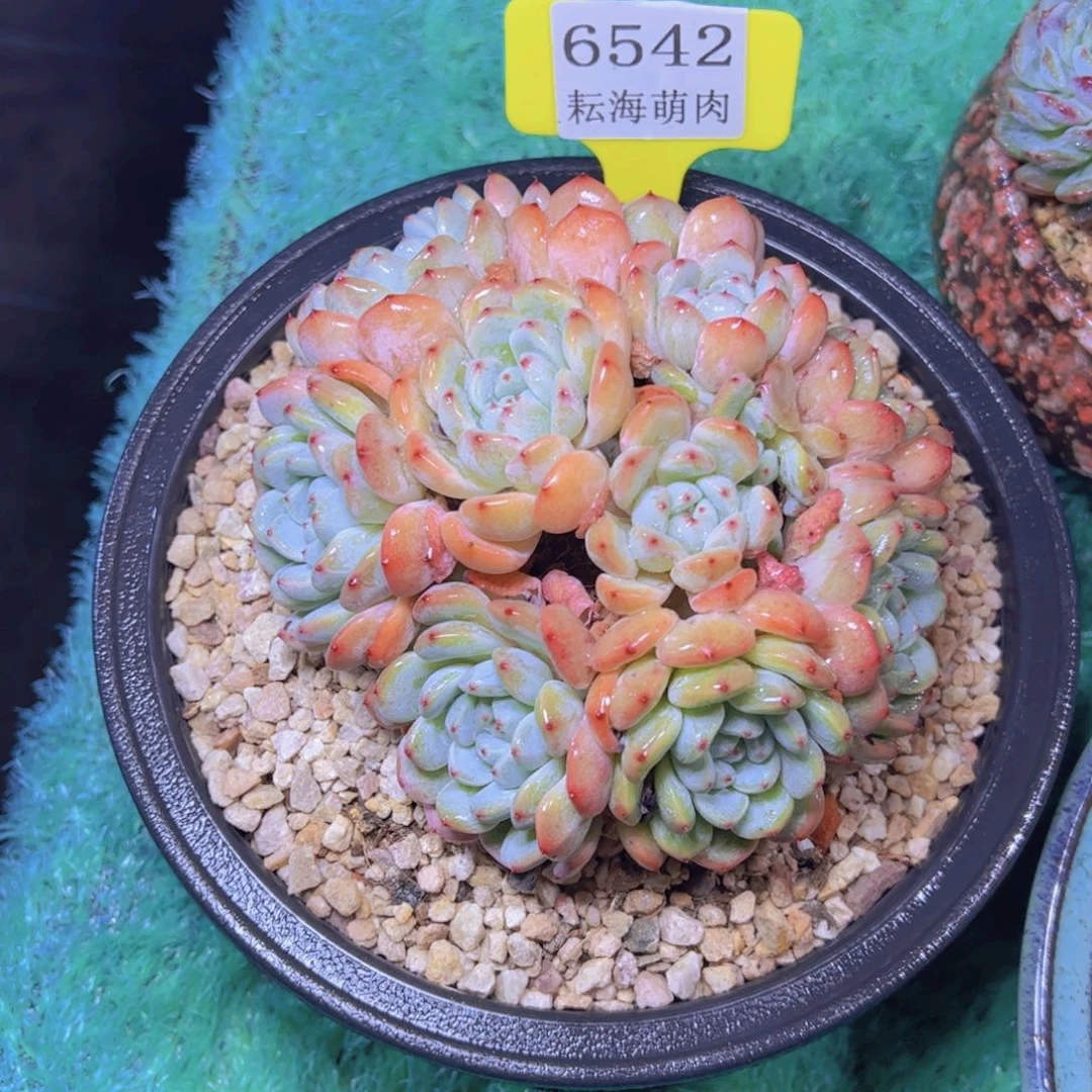 雪爪6542多肉植物
