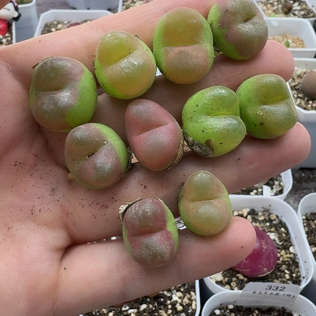 老马生石花彩毛352