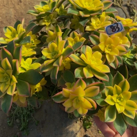 艳日辉多肉植物83多肉