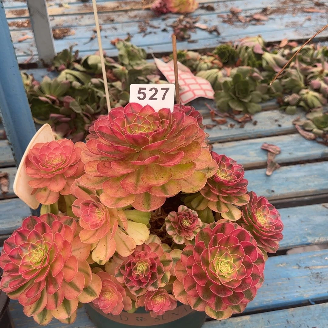精品多肉植物0527