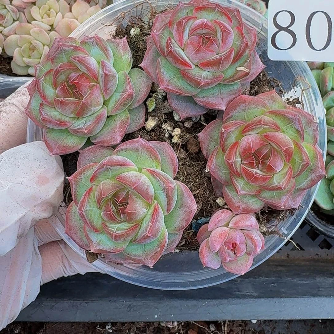 多肉植物多肉植物800