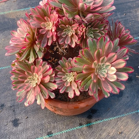 730铜壶超白锦多肉植物