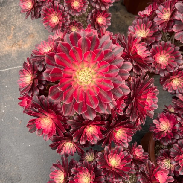 【黑铜壶超白锦】老桩，多肉法师，高颜值