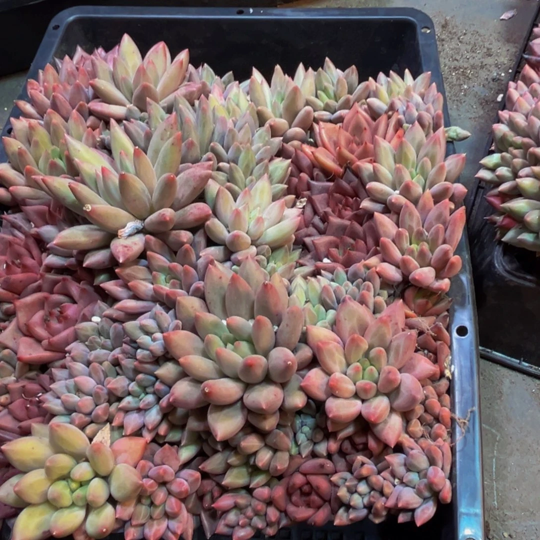 *****101的人了还不知道什么时候才能