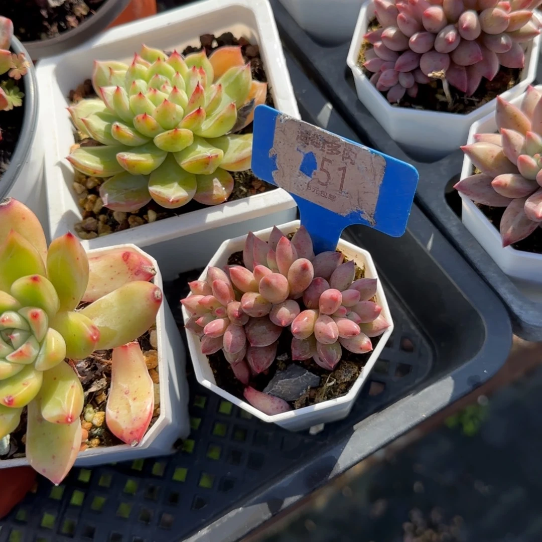 慵***懶多肉植物车厘子多头