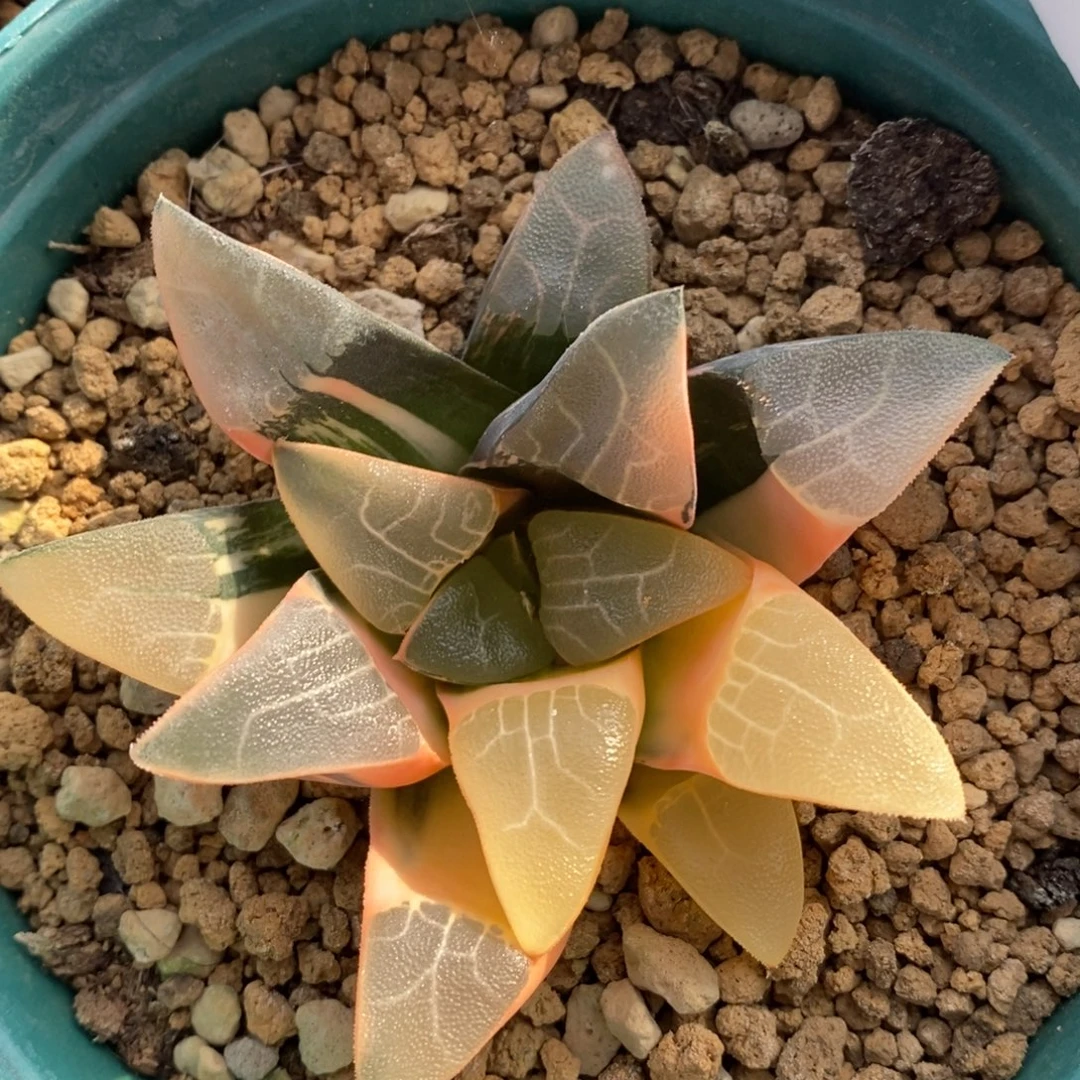 一颗实生大克锦