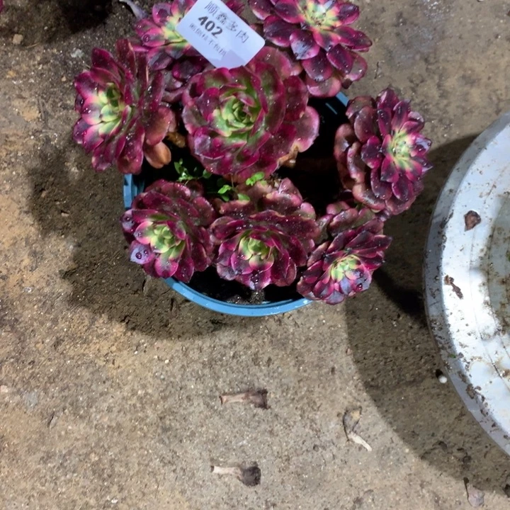 402美肌多肉植物