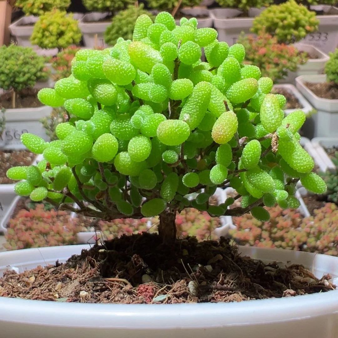 J319金桔带盆土发货一物一拍