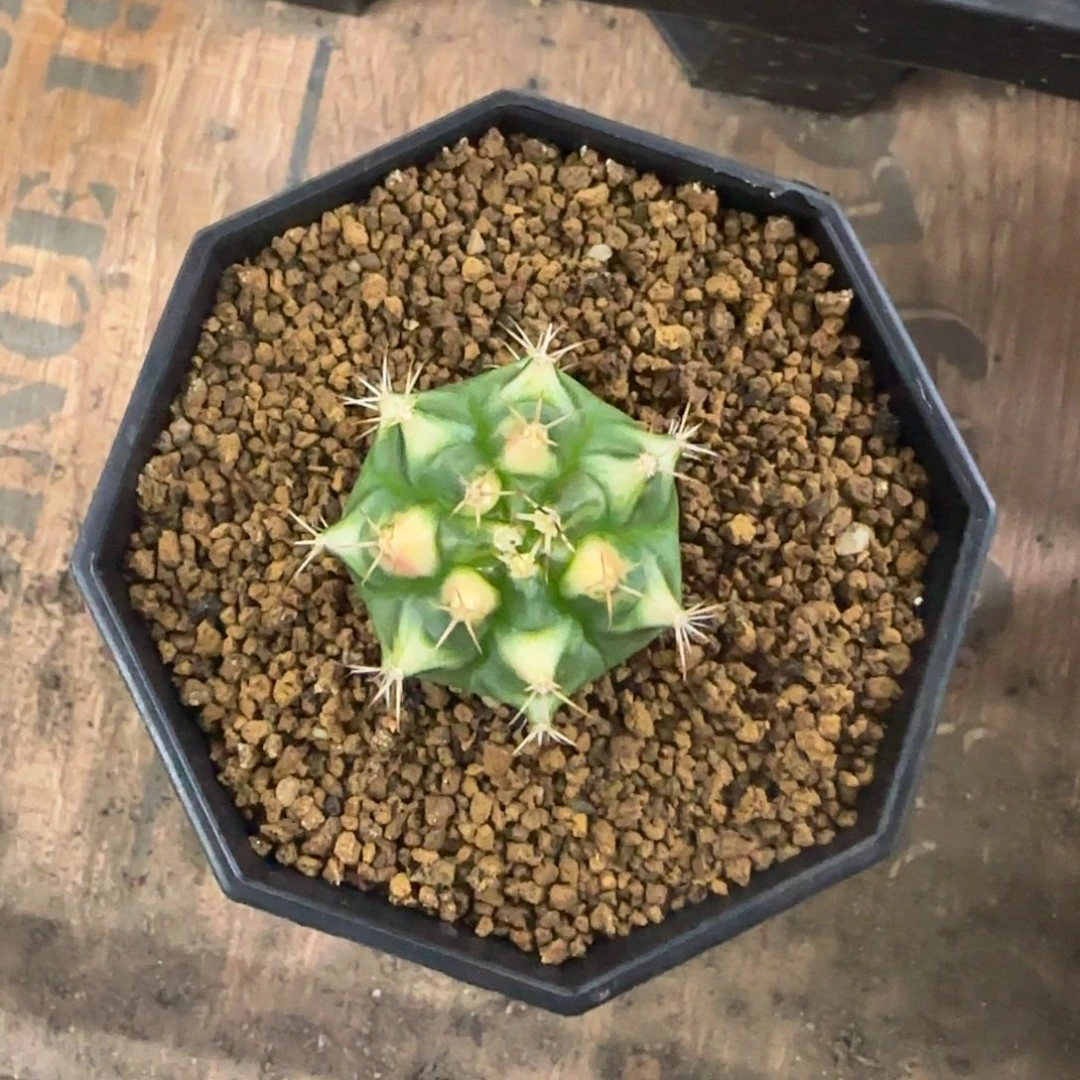 泰系名品侧芽猫眼