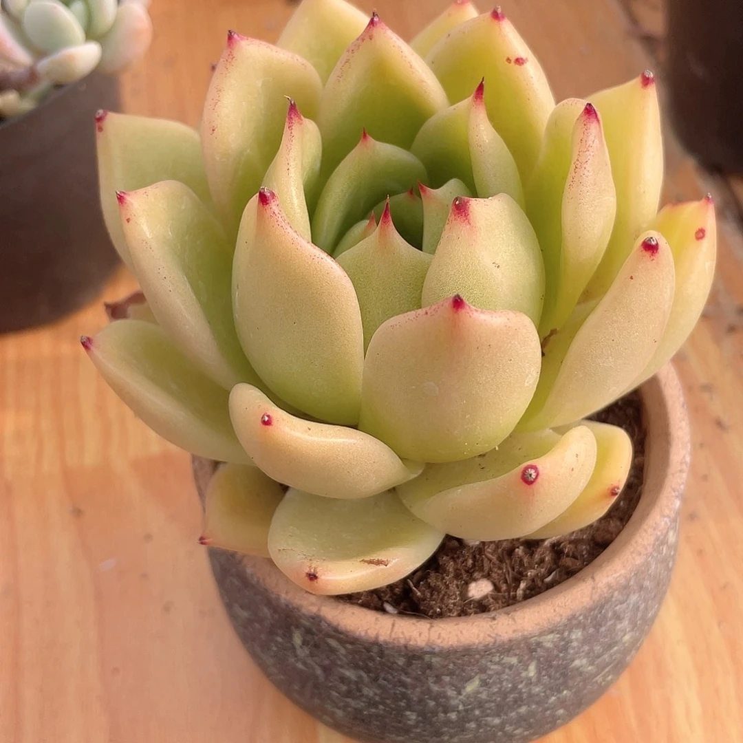 0201  安可  六月六