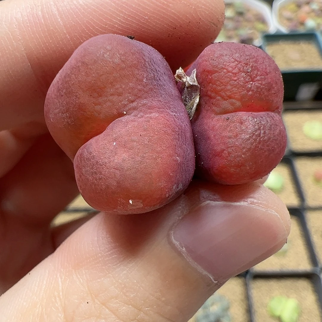 【闪购商品】178 开播福利