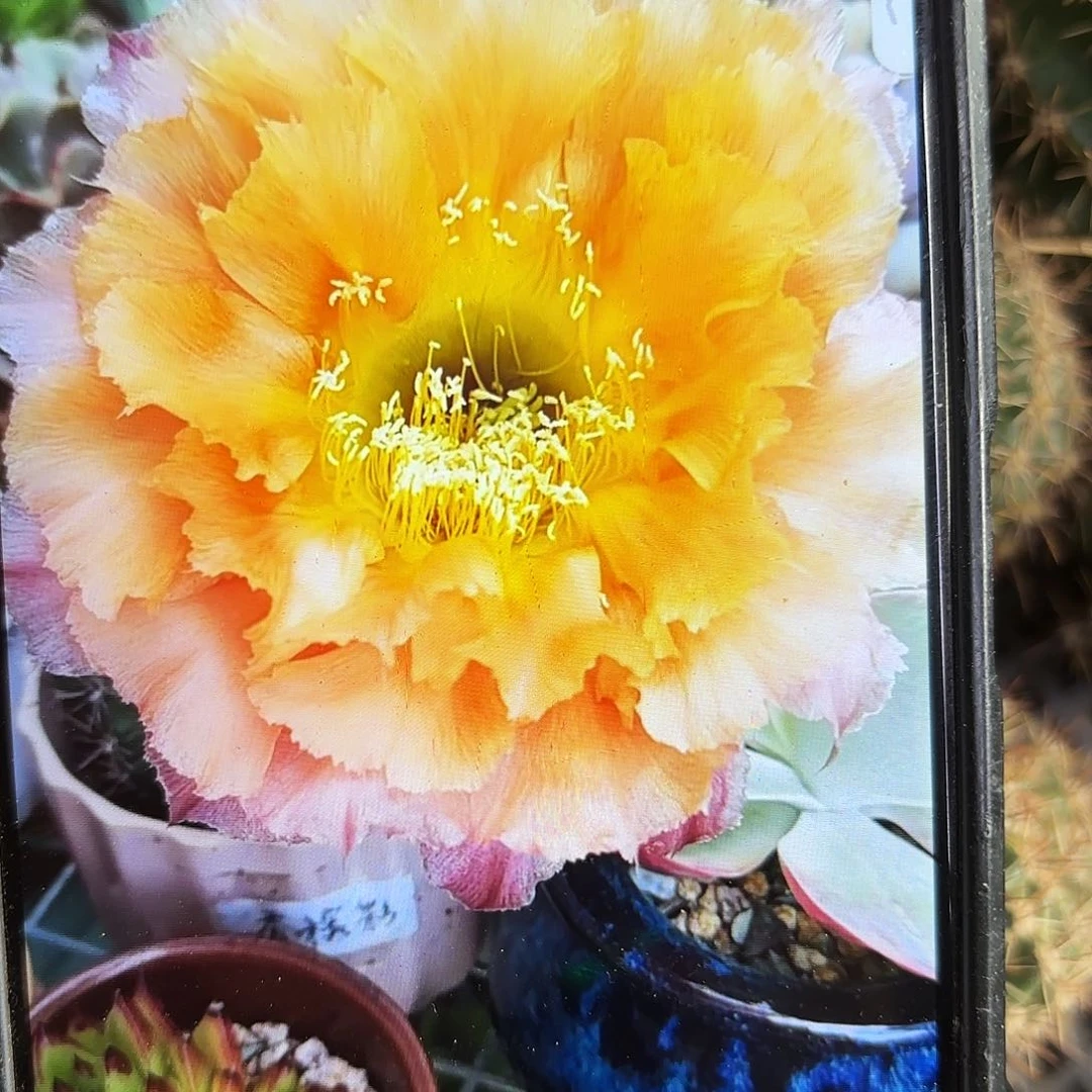 香槟彩侧牙20包邮38